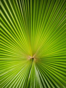 Preview wallpaper leaf, plant, symmetry, minimalism