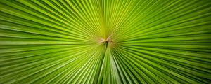 Preview wallpaper leaf, plant, symmetry, minimalism