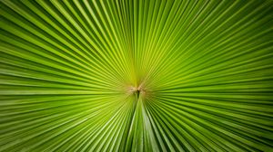 Preview wallpaper leaf, plant, symmetry, minimalism