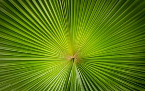 Preview wallpaper leaf, plant, symmetry, minimalism