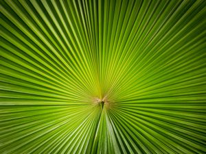 Preview wallpaper leaf, plant, symmetry, minimalism