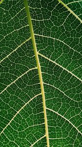 Preview wallpaper leaf, plant, veins, macro
