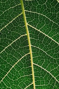 Preview wallpaper leaf, plant, veins, macro