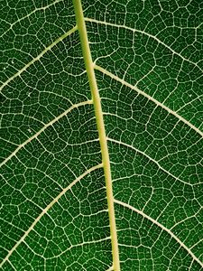 Preview wallpaper leaf, plant, veins, macro