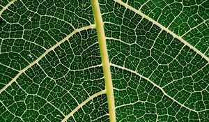 Preview wallpaper leaf, plant, veins, macro