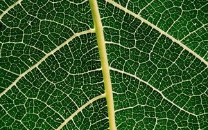Preview wallpaper leaf, plant, veins, macro