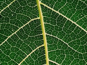 Preview wallpaper leaf, plant, veins, macro