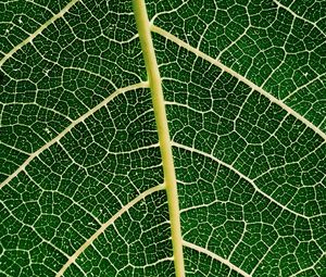 Preview wallpaper leaf, plant, veins, macro