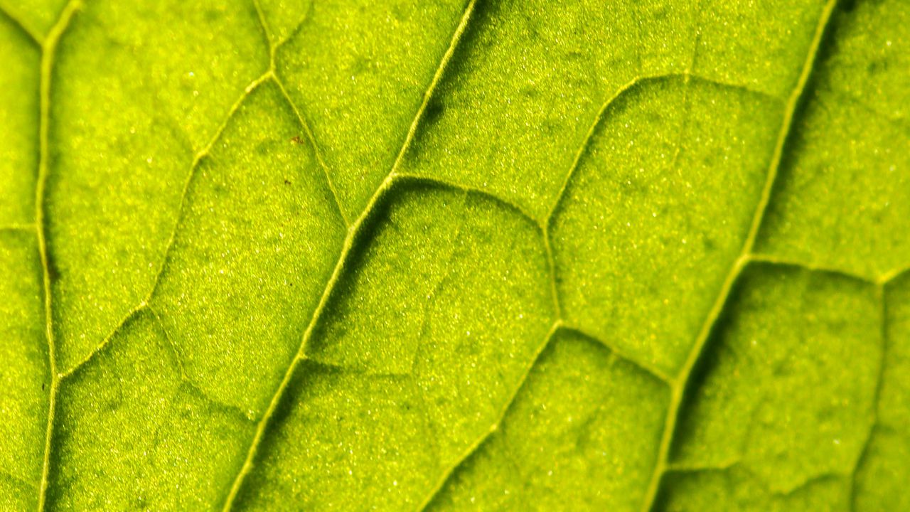Wallpaper leaf, plant, veins, macro, green
