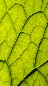 Preview wallpaper leaf, plant, veins, macro, green