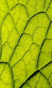 Preview wallpaper leaf, plant, veins, macro, green