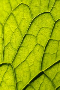 Preview wallpaper leaf, plant, veins, macro, green