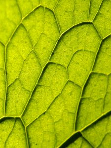 Preview wallpaper leaf, plant, veins, macro, green