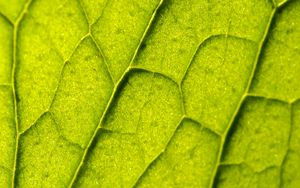 Preview wallpaper leaf, plant, veins, macro, green