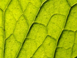 Preview wallpaper leaf, plant, veins, macro, green