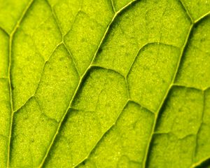 Preview wallpaper leaf, plant, veins, macro, green