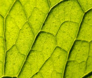 Preview wallpaper leaf, plant, veins, macro, green