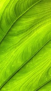 Preview wallpaper leaf, plant, veins, green, macro