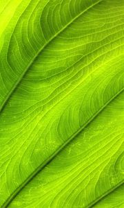 Preview wallpaper leaf, plant, veins, green, macro