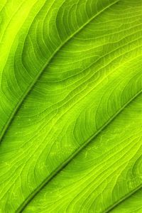 Preview wallpaper leaf, plant, veins, green, macro