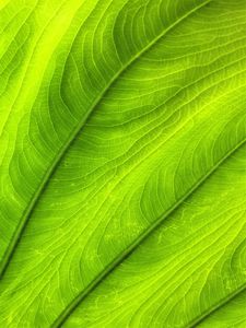 Preview wallpaper leaf, plant, veins, green, macro