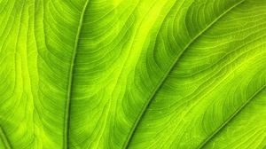 Preview wallpaper leaf, plant, veins, green, macro