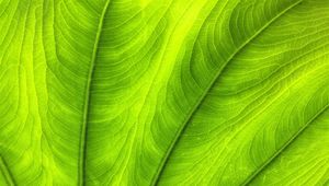 Preview wallpaper leaf, plant, veins, green, macro