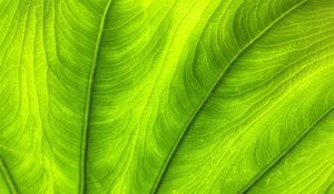 Preview wallpaper leaf, plant, veins, green, macro