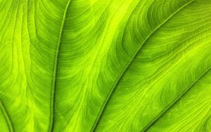 Preview wallpaper leaf, plant, veins, green, macro