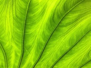 Preview wallpaper leaf, plant, veins, green, macro