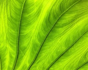 Preview wallpaper leaf, plant, veins, green, macro