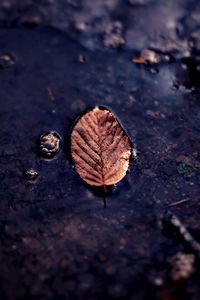 Preview wallpaper leaf, puddle, macro, autumn