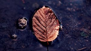 Preview wallpaper leaf, puddle, macro, autumn