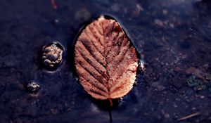 Preview wallpaper leaf, puddle, macro, autumn