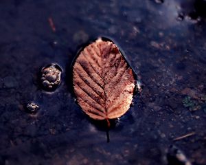 Preview wallpaper leaf, puddle, macro, autumn