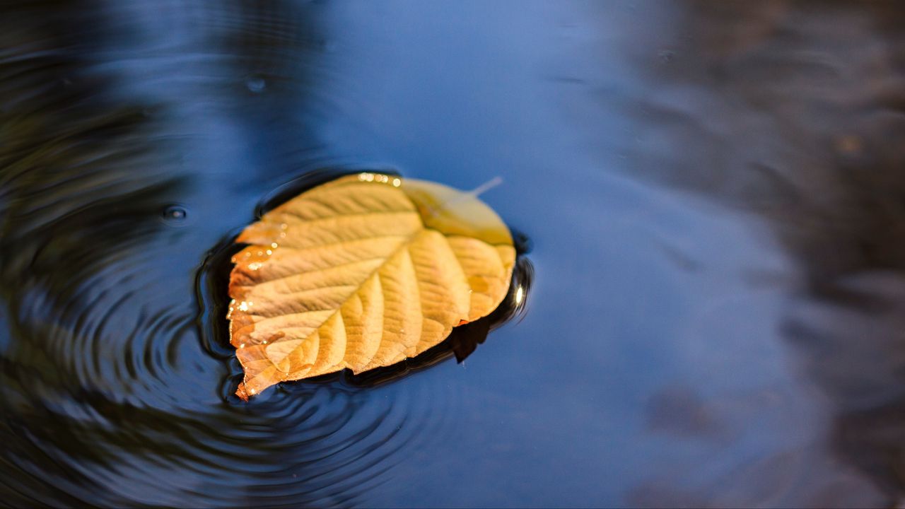 Wallpaper leaf, puddle, water, yellow, closeup