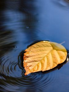 Preview wallpaper leaf, puddle, water, yellow, closeup