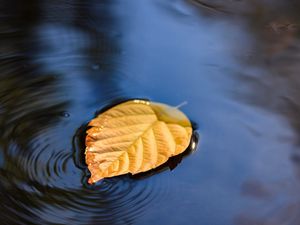 Preview wallpaper leaf, puddle, water, yellow, closeup