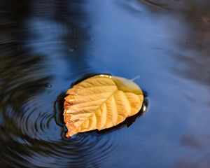 Preview wallpaper leaf, puddle, water, yellow, closeup