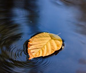Preview wallpaper leaf, puddle, water, yellow, closeup