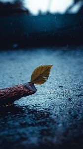 Preview wallpaper leaf, rain, sad