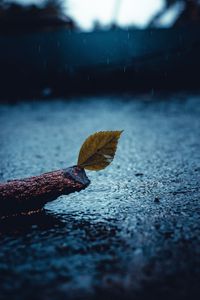 Preview wallpaper leaf, rain, sad