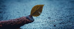 Preview wallpaper leaf, rain, sad