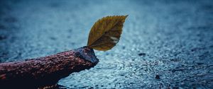 Preview wallpaper leaf, rain, sad