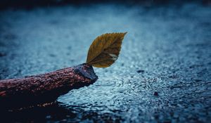 Preview wallpaper leaf, rain, sad