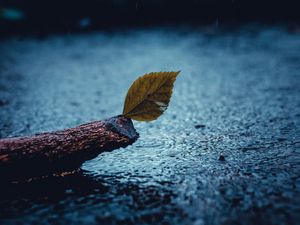 Preview wallpaper leaf, rain, sad