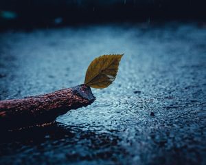 Preview wallpaper leaf, rain, sad