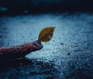 Preview wallpaper leaf, rain, sad