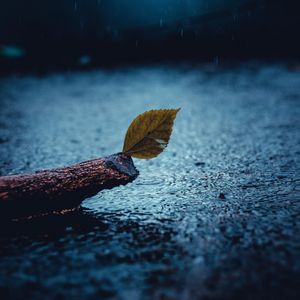 Preview wallpaper leaf, rain, sad