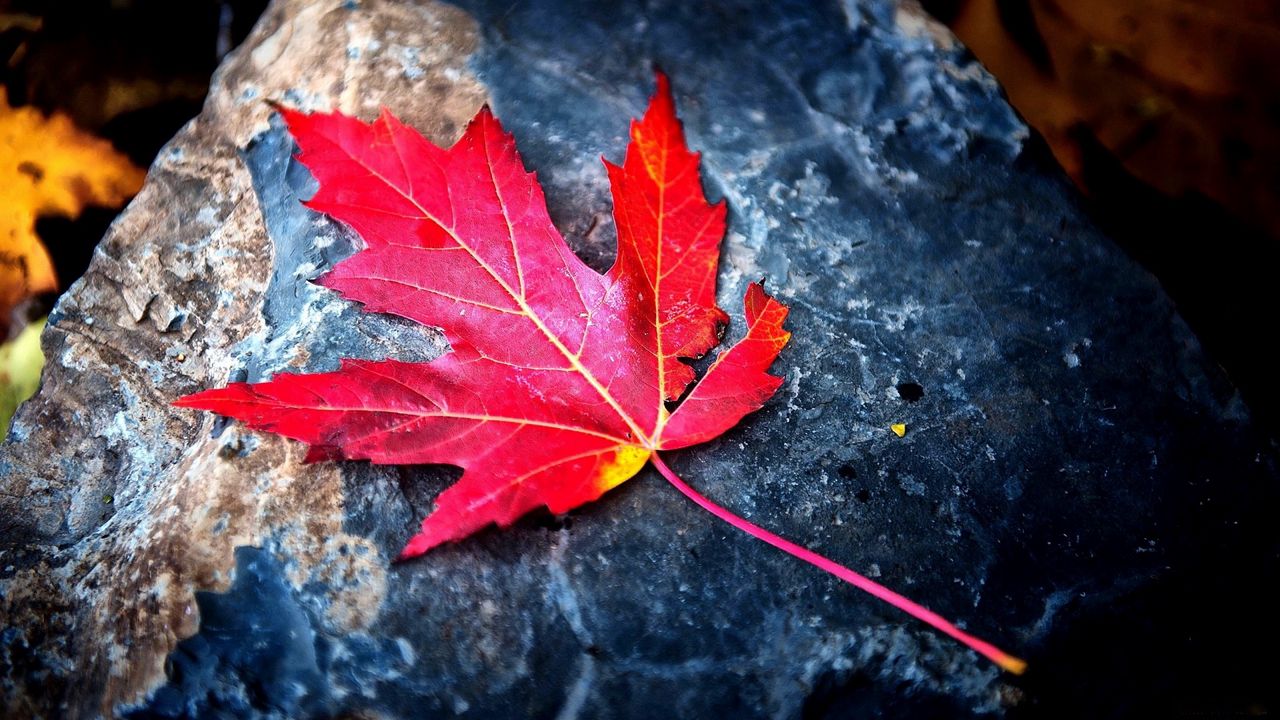 Wallpaper leaf, red, autumn, stone, dry